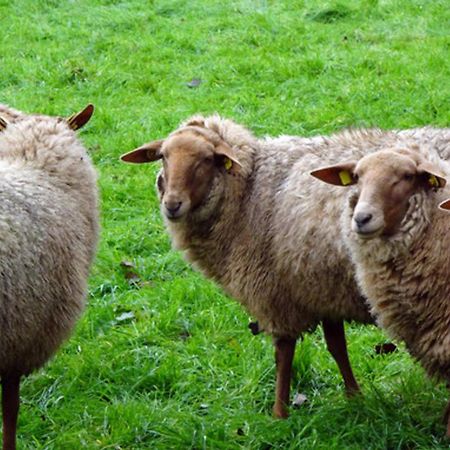 Naturhof Buschwiesen - Wohnung Lama Wilsum Buitenkant foto