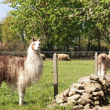 Naturhof Buschwiesen - Wohnung Lama Wilsum Buitenkant foto