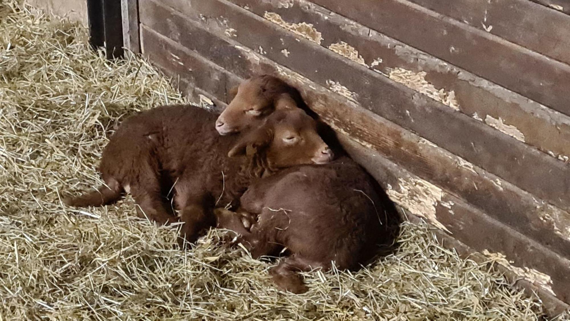 Naturhof Buschwiesen - Wohnung Lama Wilsum Buitenkant foto