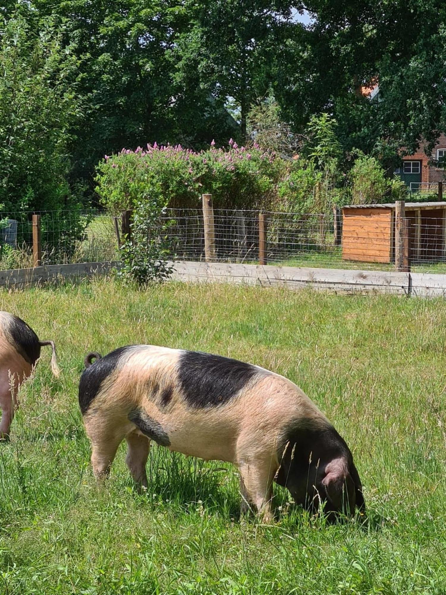 Naturhof Buschwiesen - Wohnung Lama Wilsum Buitenkant foto